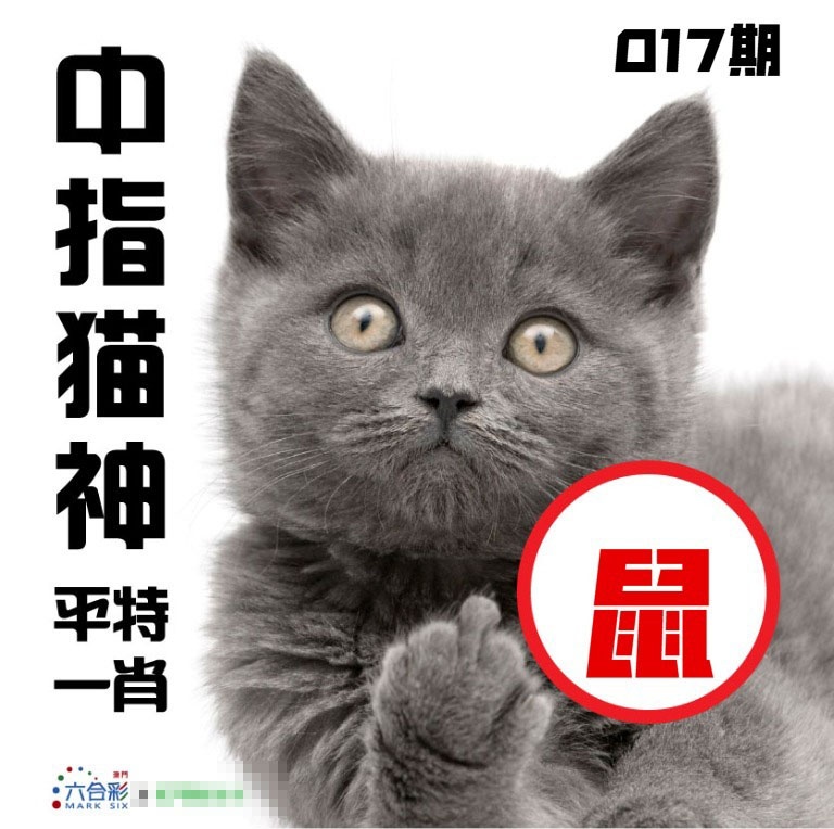 017期中指猫神[图]